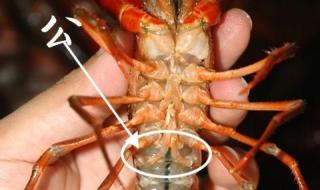 蒸龙虾多长时间 清蒸龙虾的做法
